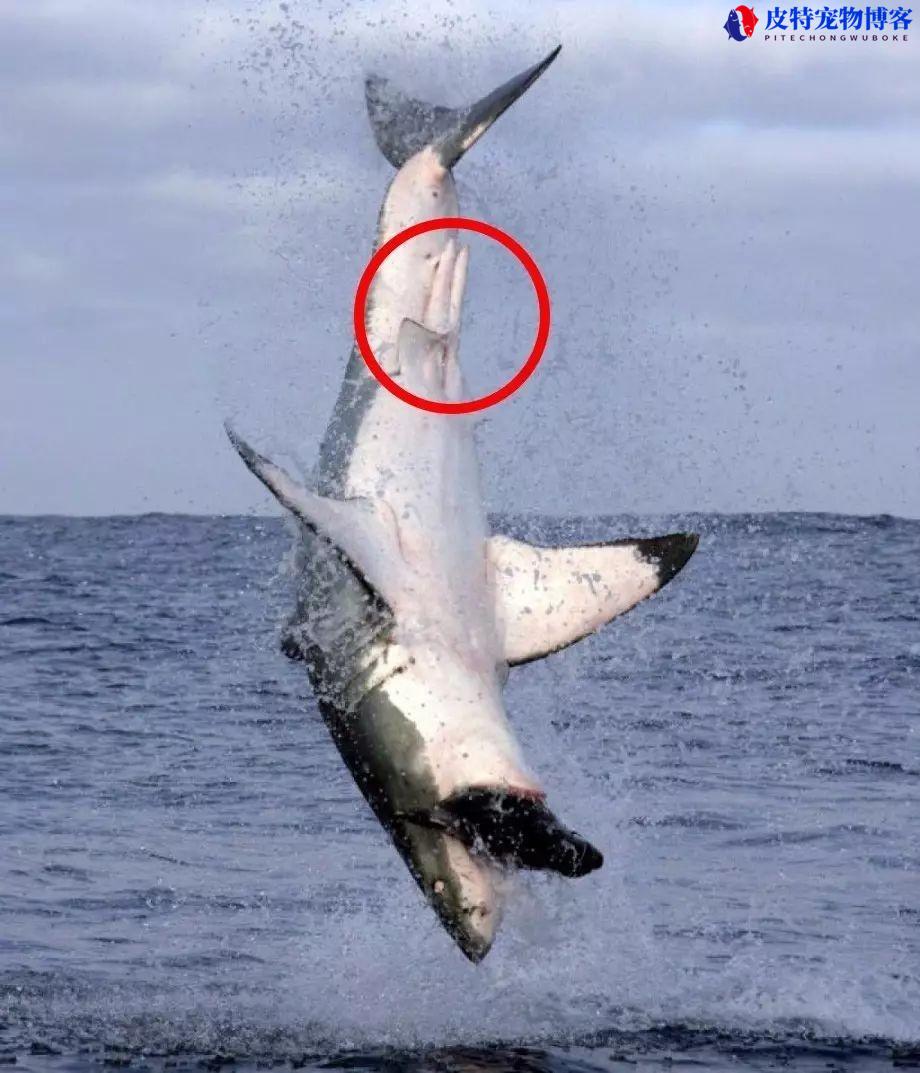雄海豚的那个大吗，海豚雄性身体结构是什么，鲨鱼的生殖方式有哪些