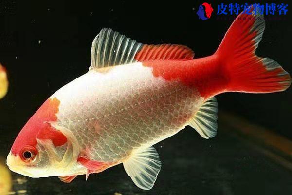 金鱼的种类都可以混养吗，金鱼的颜色有几种，不同品种的金鱼能混养吗