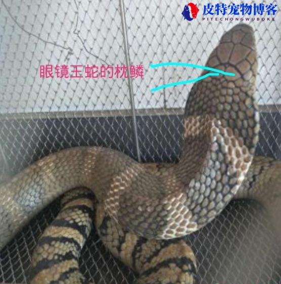 山王蛇厉害还是眼镜蛇厉害，山王蛇有毒吗能吃吗