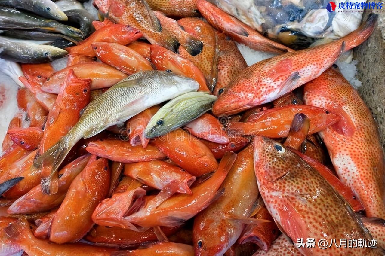 突破新闻：韩国石斑鱼遭遇大规模死亡，日本如何负责？