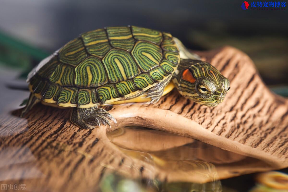 巴西龟是水龟还是陆龟，巴西龟是水龟还是陆龟，如何养好巴西龟