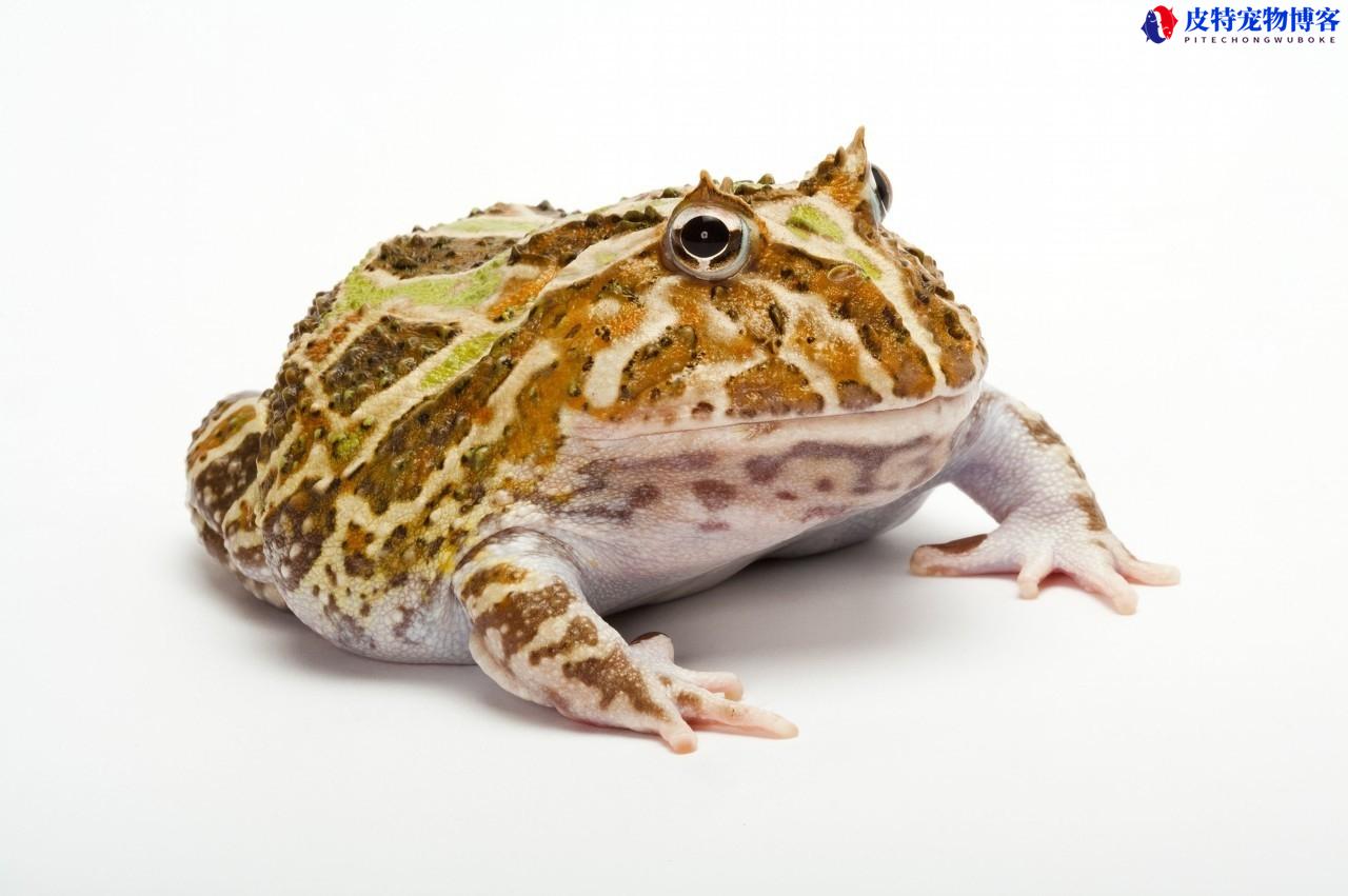 南美角蛙新手入门饲养教程，南美角蛙有毒吗，角蛙哪个品种好养