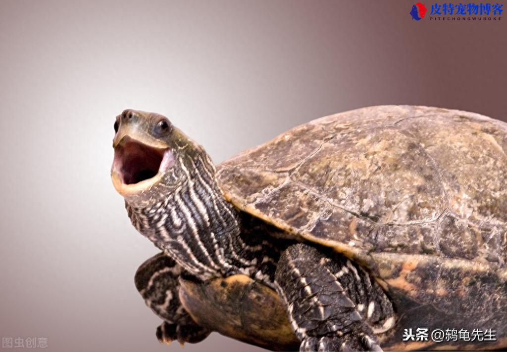 海龟的寿命长还是陆龟寿命长，乌龟真的可以活1万年吗