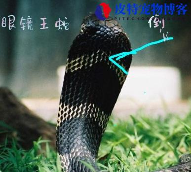 山王蛇厉害还是眼镜蛇厉害，山王蛇有毒吗能吃吗