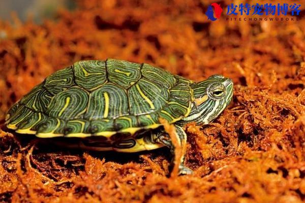 巴西龟是水龟还是陆龟，巴西龟是水龟还是陆龟，如何养好巴西龟