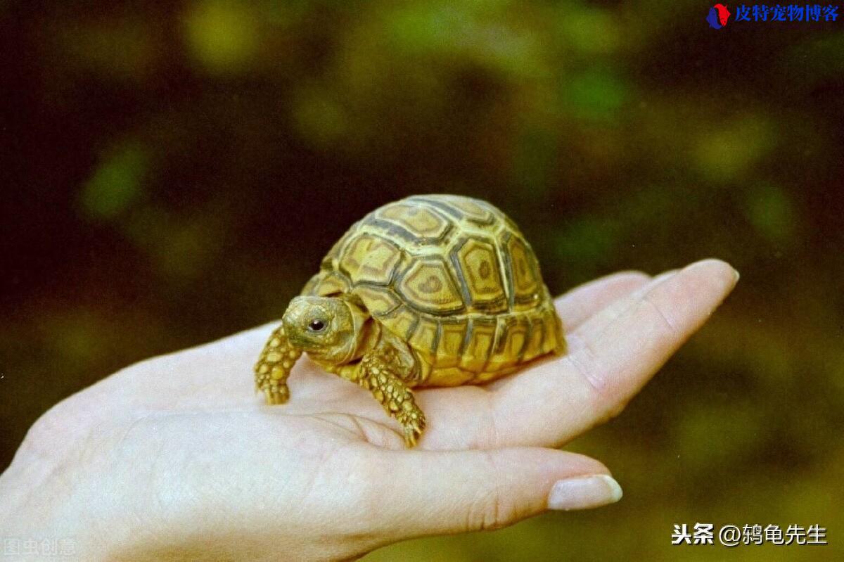 海龟的寿命长还是陆龟寿命长，乌龟真的可以活1万年吗