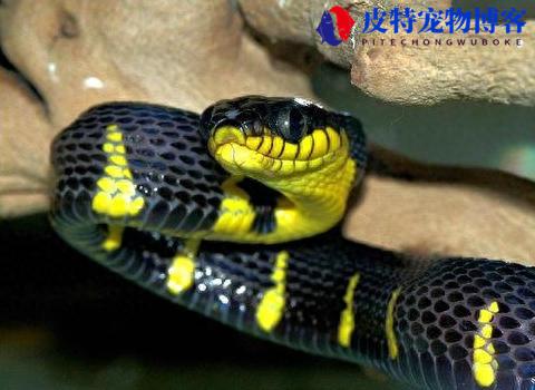 黄环林蛇国内可以养吗，怎么饲养，黄环林蛇有毒么能吃吗
