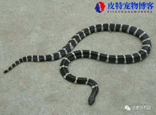 紫灰锦蛇能养么，蛇类养殖技术有哪些