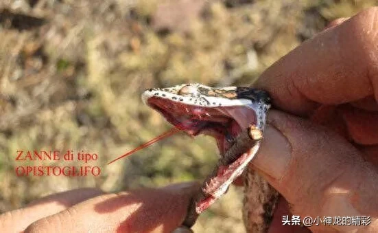 藤蛇有毒吗，恐怖的蛇类恐怖的蛇图片