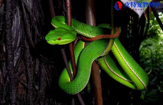 农村绿色带点黑的蛇是什么蛇，农村绿色的蛇有毒吗图片