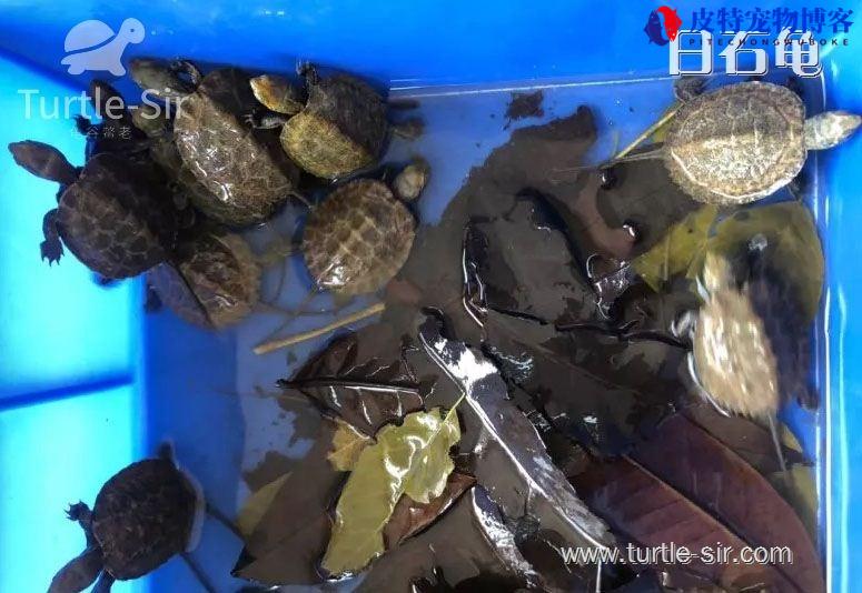 日本石龟新手养殖方法，日本石龟是深水龟还是浅水龟