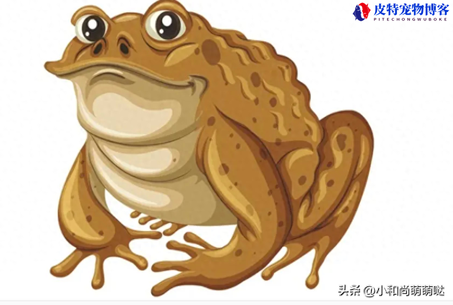 金线蛙进入家里什么征兆，金线蛙是保护动物吗