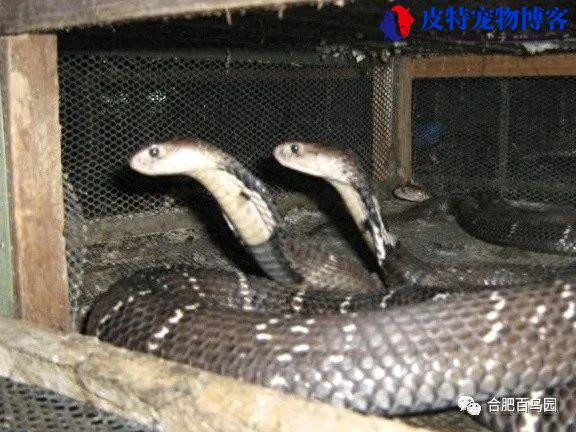 紫灰锦蛇能养么，蛇类养殖技术有哪些