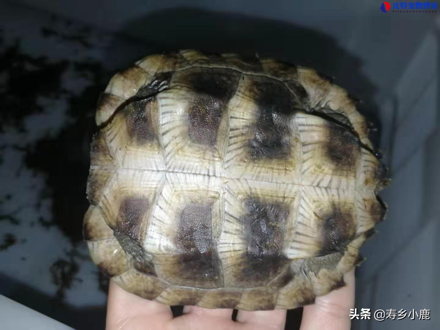 亚洲巨龟饲养方法和环境，亚洲巨龟可以养吗?违法吗?