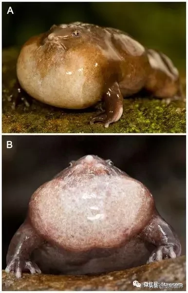 紫蛙可以在土里存活多久，世界上奇异的生物图片