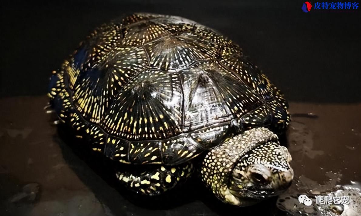 欧泽龟的饲养方法，欧泽龟是深水龟吗?养欧洲泽龟要注意什么