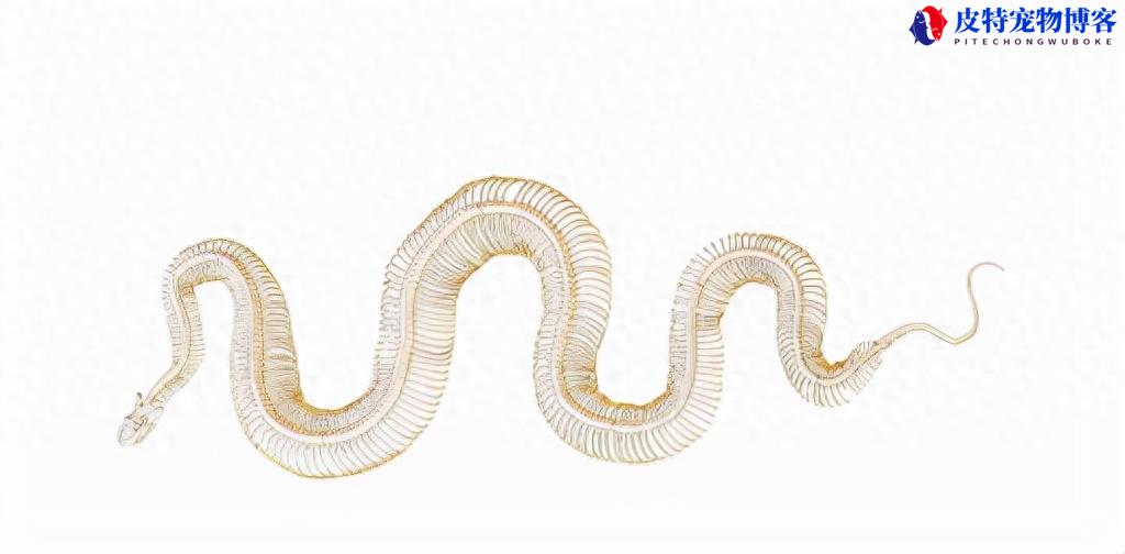 束带蛇的繁衍方式，束带蛇是保护动物吗，看见很多蛇缠绕在一起怎么回事