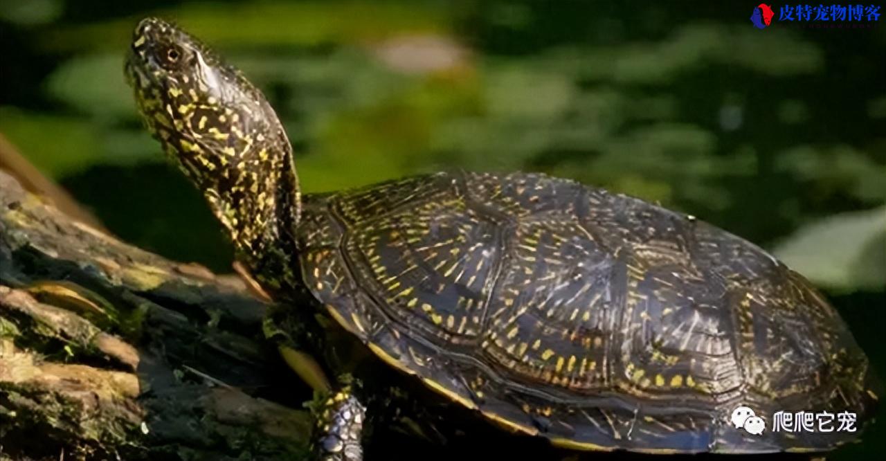 欧泽龟的饲养方法，欧泽龟是深水龟吗?养欧洲泽龟要注意什么