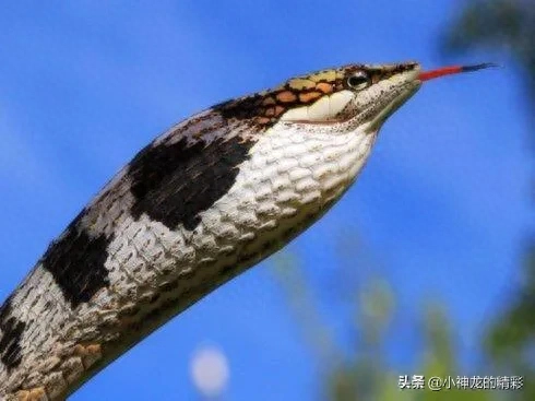 藤蛇有毒吗，恐怖的蛇类恐怖的蛇图片