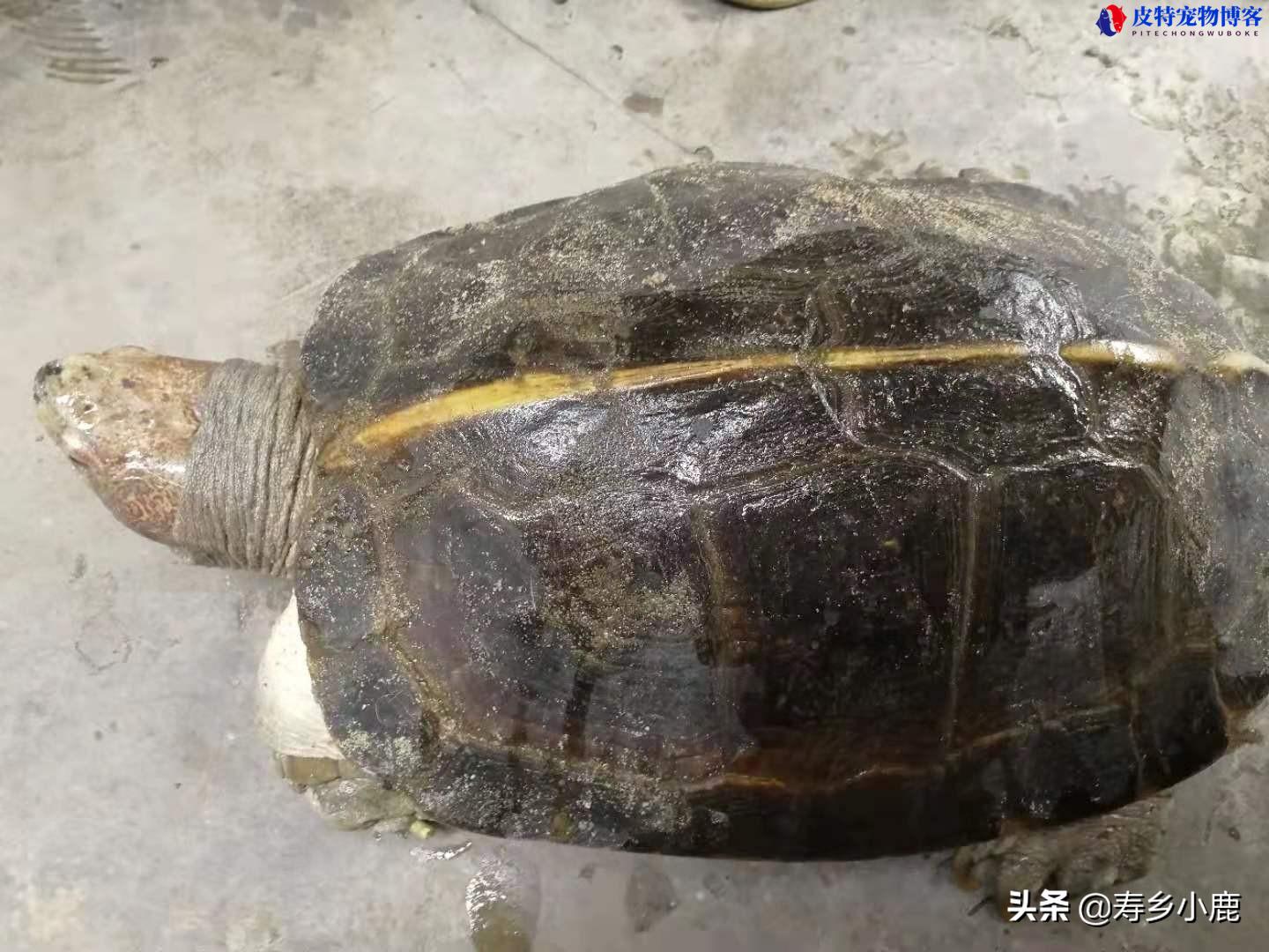 亚洲巨龟饲养方法和环境，亚洲巨龟可以养吗?违法吗?