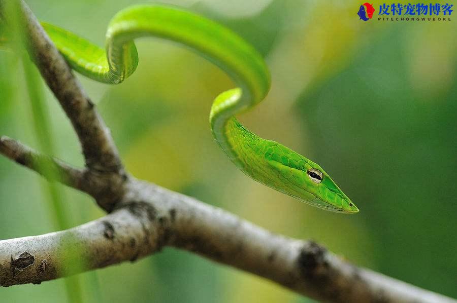 农村绿色带点黑的蛇是什么蛇，农村绿色的蛇有毒吗图片