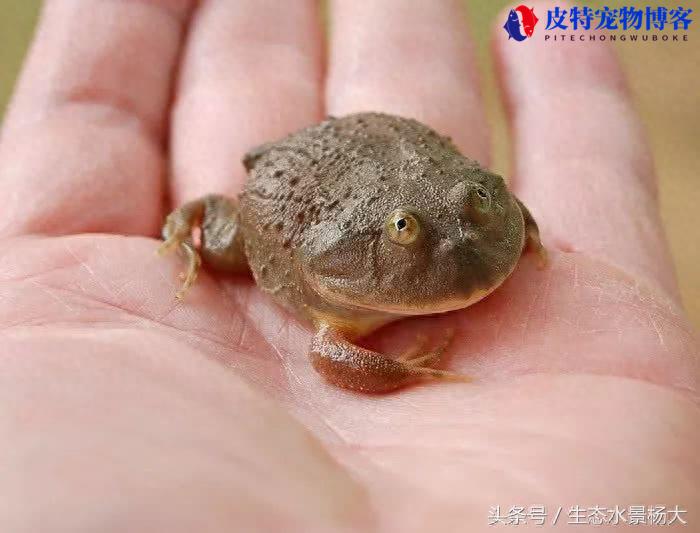 小丑蛙有毒吗，怎么养，寿命一般多长，侏儒小丑蛙长什样