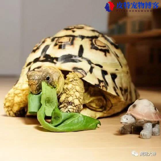 豹纹龟属于国家几类保护动物，豹纹龟可以养吗，豹纹龟怎么养