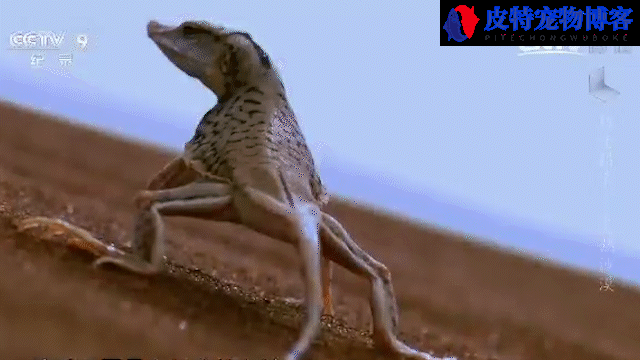 沙漠蜥蜴有毒吗能活多久，吃什么，沙漠小蜥蜴肚子边有红色