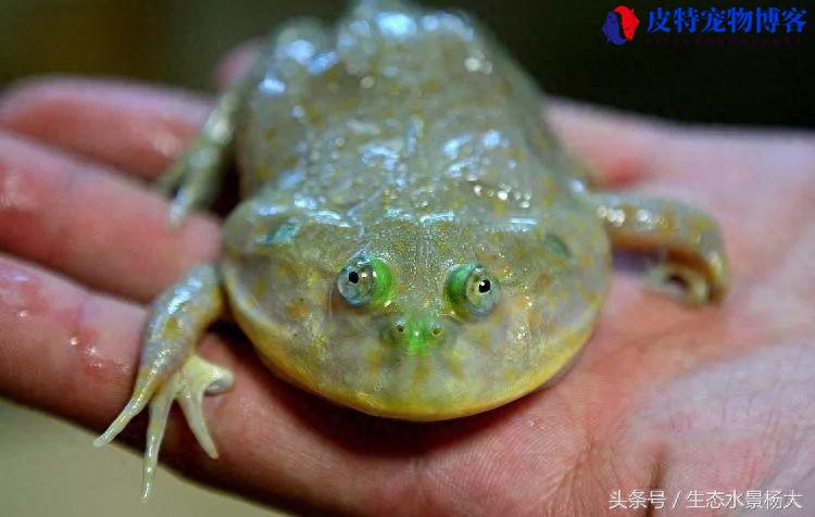 小丑蛙有毒吗，怎么养，寿命一般多长，侏儒小丑蛙长什样