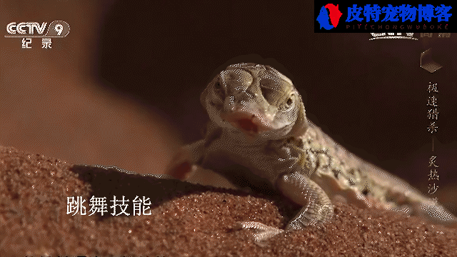 沙漠蜥蜴有毒吗能活多久，吃什么，沙漠小蜥蜴肚子边有红色