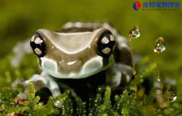 小丑蛙怎么养才能养好，温度多少养殖合适，适合新手养的宠物蛙