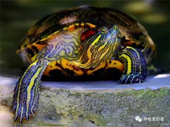 加拉帕戈斯象龟可以养吗，是几级保护动物，你养龟三年龟养你十年