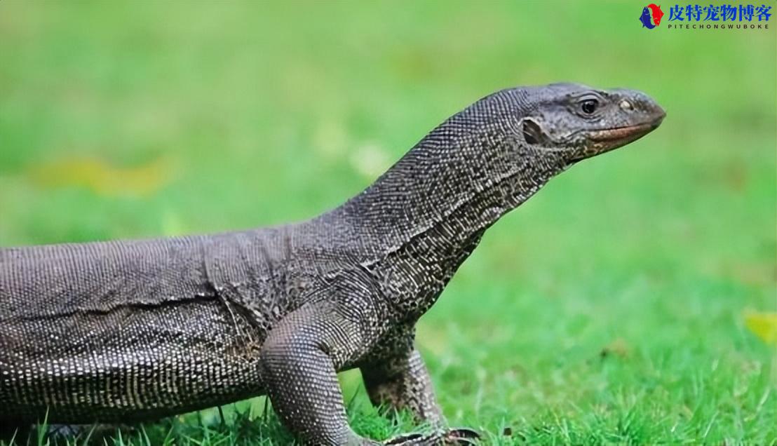 孟加拉巨蜥vs科莫多巨蜥区别，蜥蜴是什么性格特征的动物