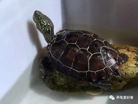 古巴彩龟是保护动物吗，古巴彩龟是巴西龟吗，正确的养龟方法