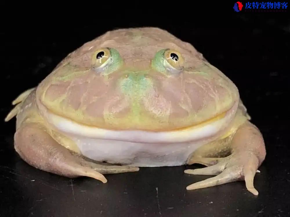 小丑蛙怎么养才能养好，温度多少养殖合适，适合新手养的宠物蛙