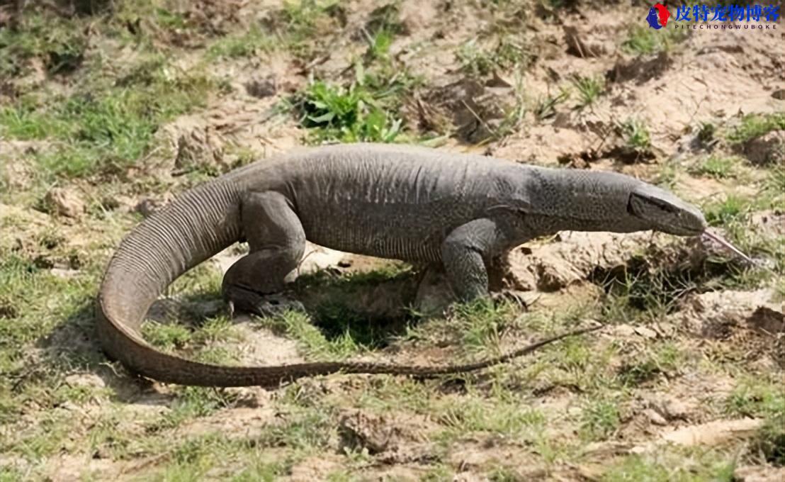 孟加拉巨蜥vs科莫多巨蜥区别，蜥蜴是什么性格特征的动物