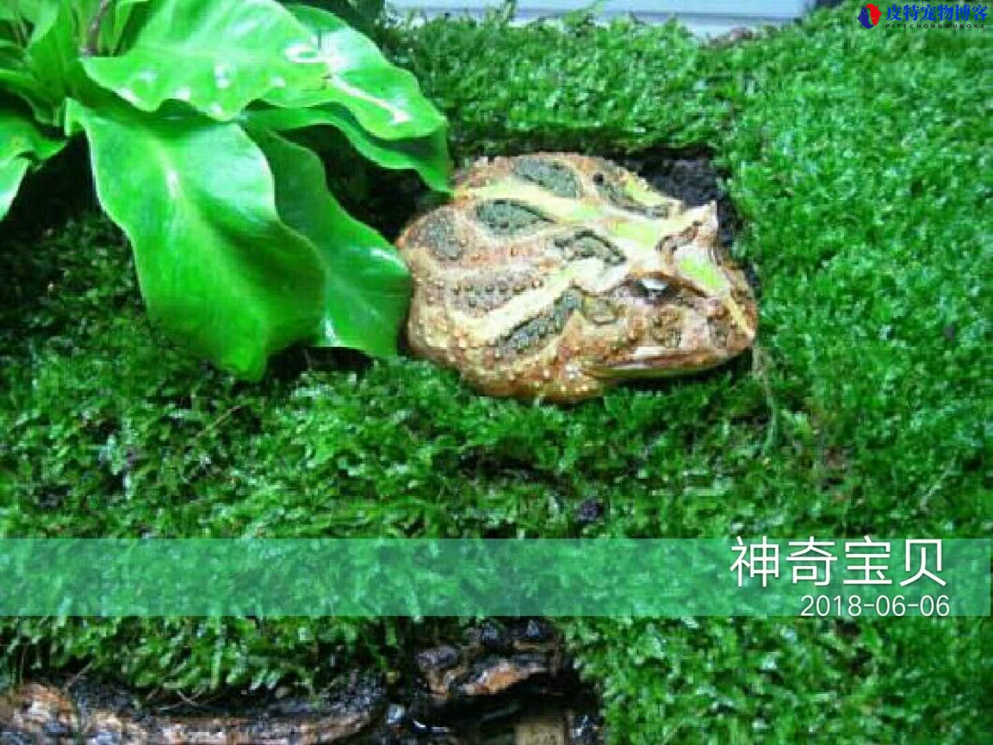 绿角蛙吃什么食物，有毒吗，能长多大，养角蛙需要注意什么