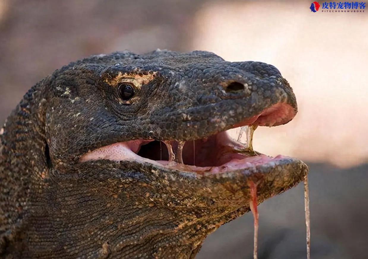巨蜥交配，巨蜥繁殖方式是什么，科莫多巨蜥是最大的蜥蜴吗