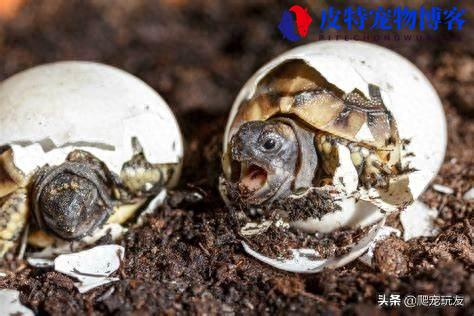 赫曼陆龟可以养吗怎么养，是几级保护动物，赫曼陆龟新手入门教程