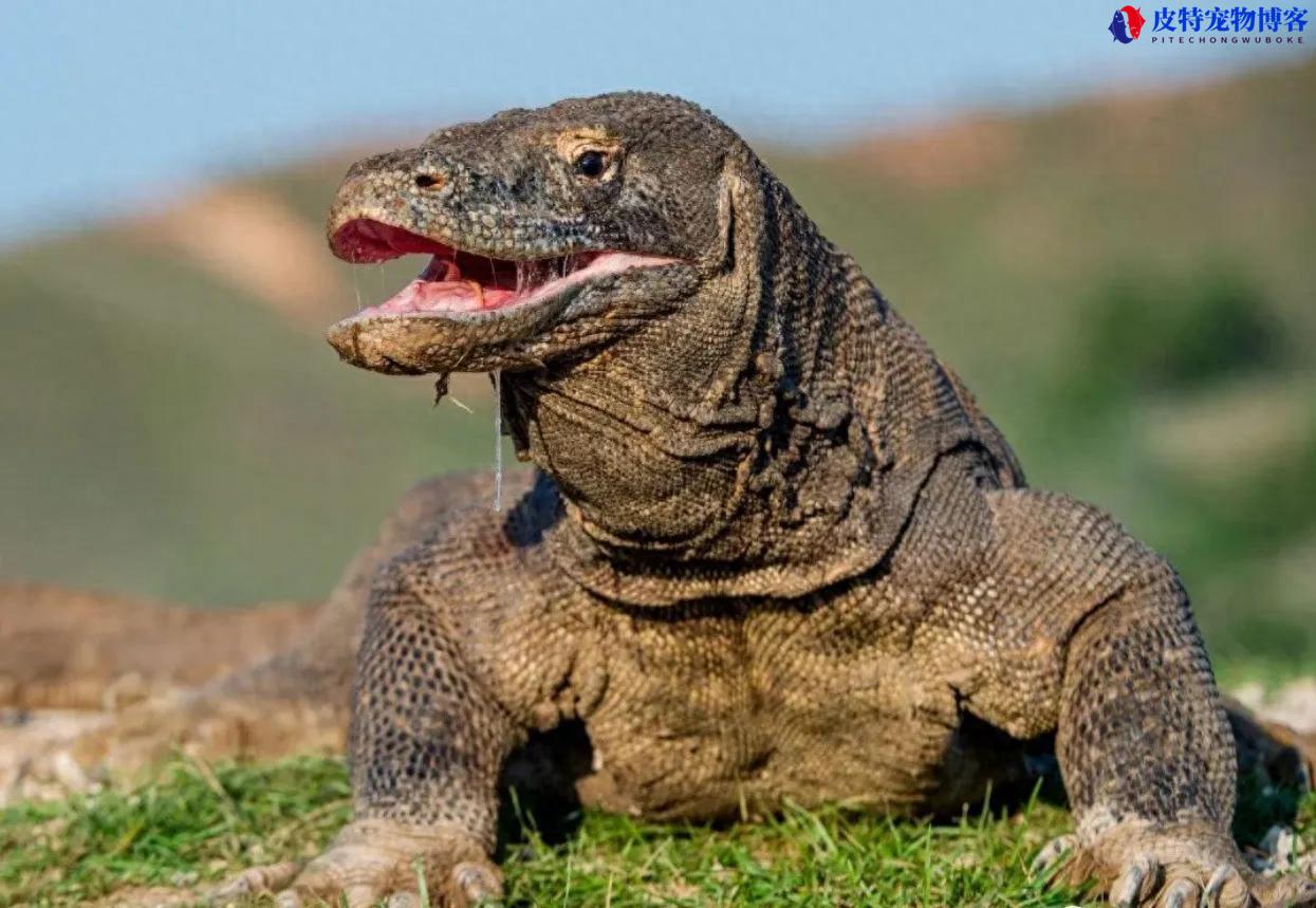 巨蜥交配，巨蜥繁殖方式是什么，科莫多巨蜥是最大的蜥蜴吗