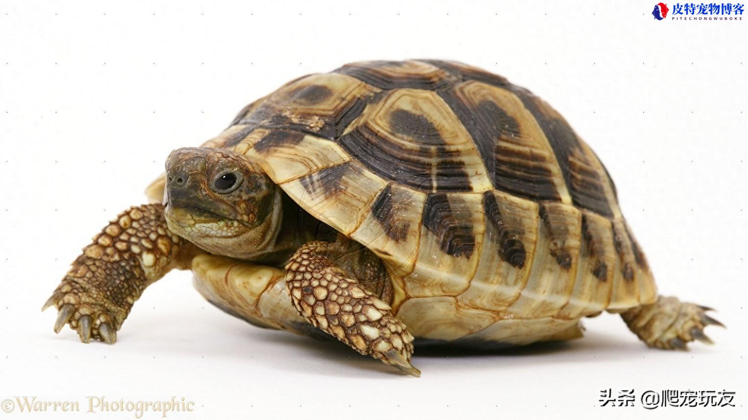 赫曼陆龟可以养吗怎么养，是几级保护动物，赫曼陆龟新手入门教程