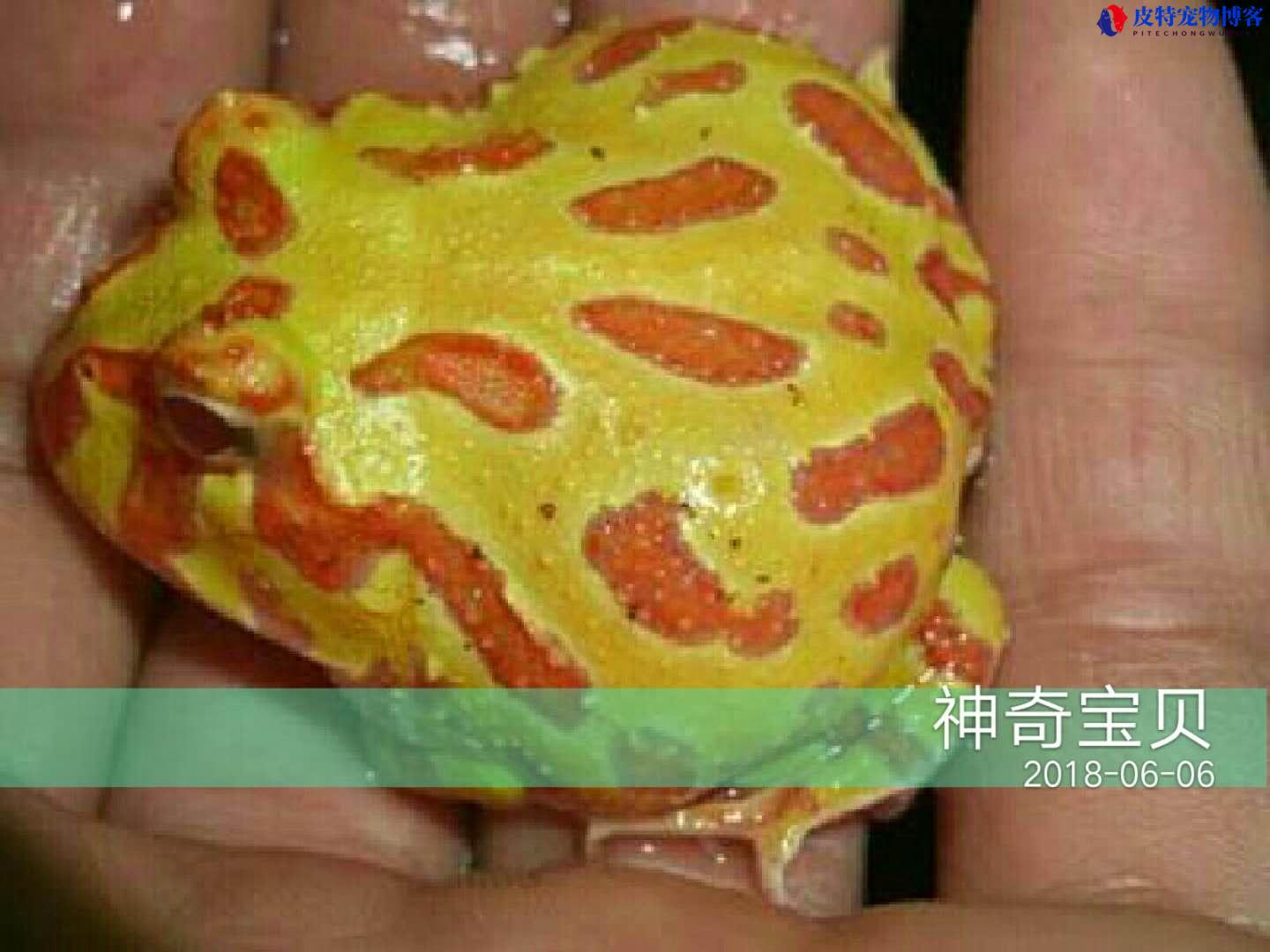 绿角蛙吃什么食物，有毒吗，能长多大，养角蛙需要注意什么