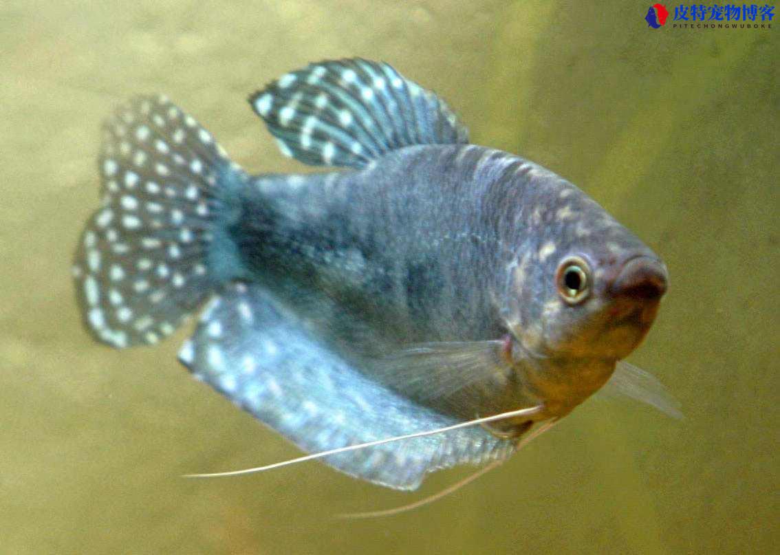 曼龙鱼怎么繁殖后代，能长多大，蓝曼龙鱼怎样养殖方法