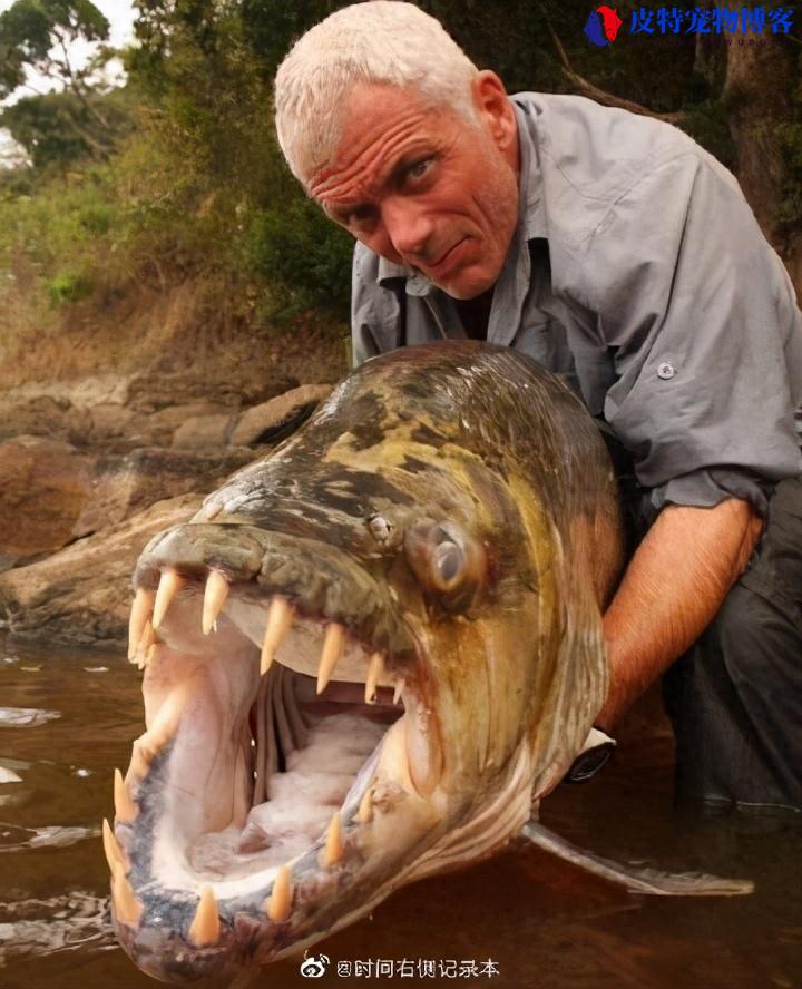 非洲水虎鱼是什么动物，