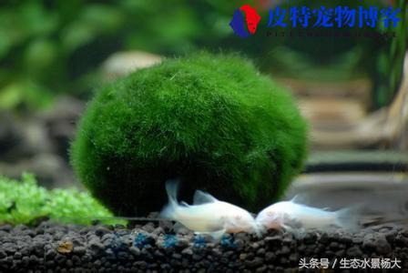 绿藻球会让鱼缸爆藻吗为什么，海藻球养殖注意事项和禁忌