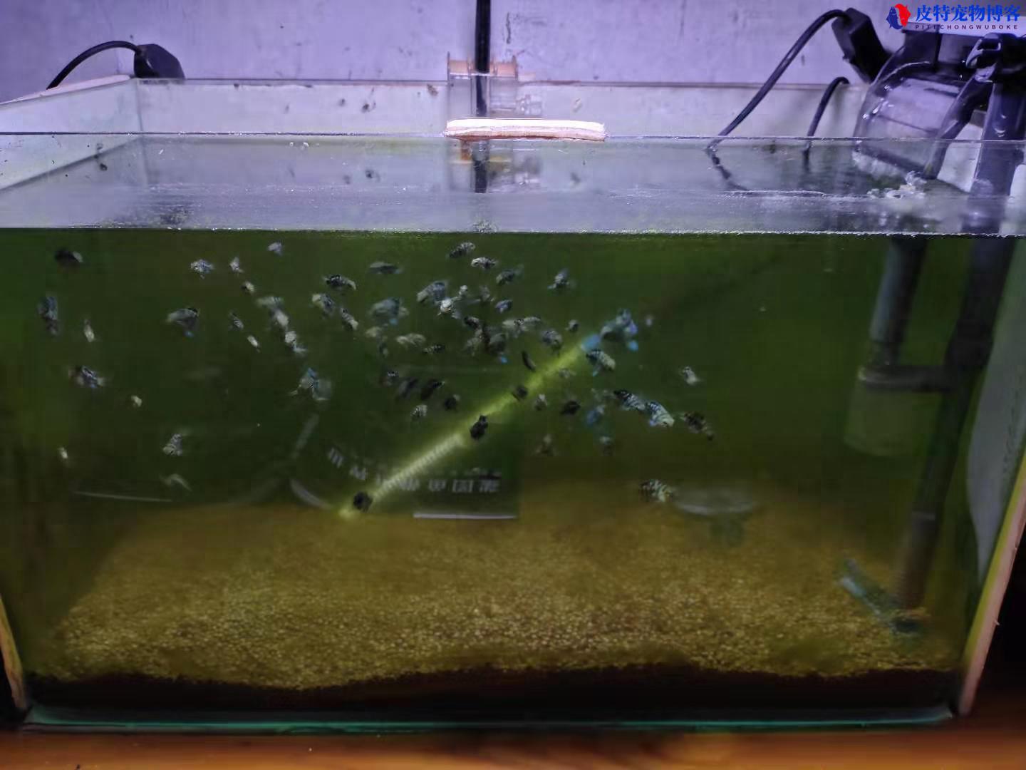 鱼缸里长丝藻怎么去除，丝藻的出现是好是坏