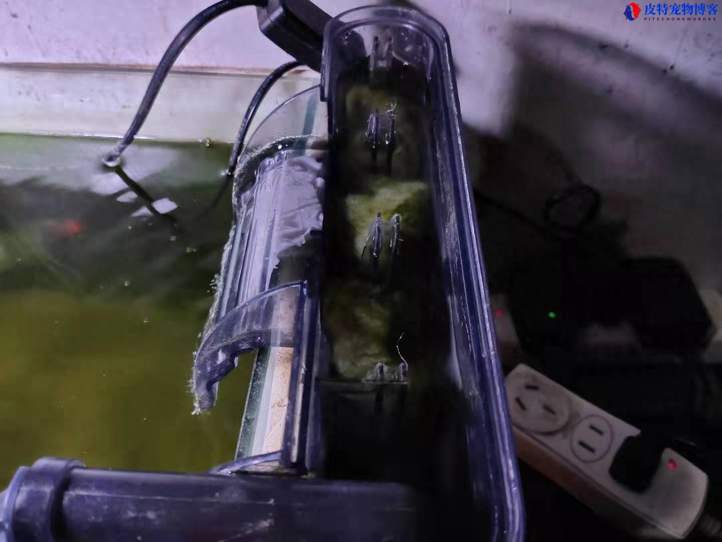 鱼缸里长丝藻怎么去除，丝藻的出现是好是坏