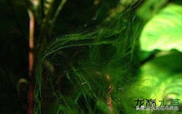 鱼缸绿毛藻怎么去除小妙招，控制藻类生长方法有哪些
