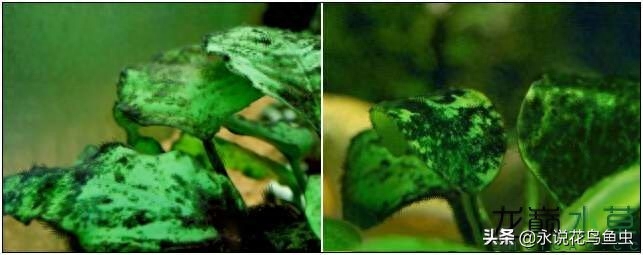鱼缸绿毛藻怎么去除小妙招，控制藻类生长方法有哪些