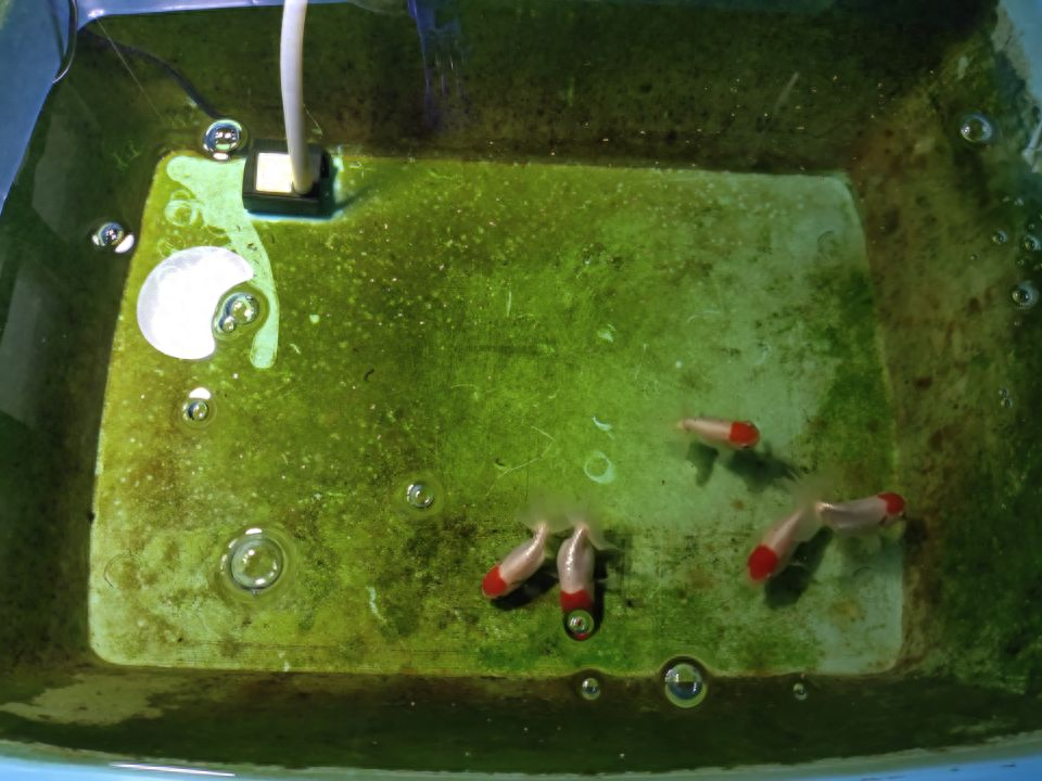水草缸鱼粪便怎么处理，水草缸水浑浊原因和解决方案
